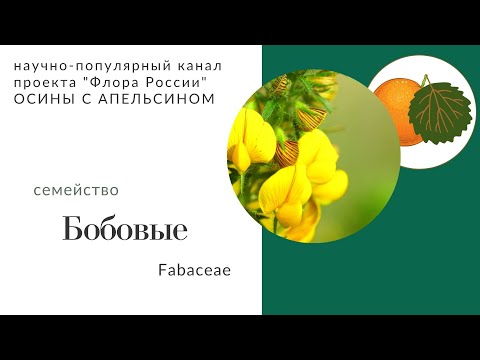 Видео: Бобовые: строение и основные черты