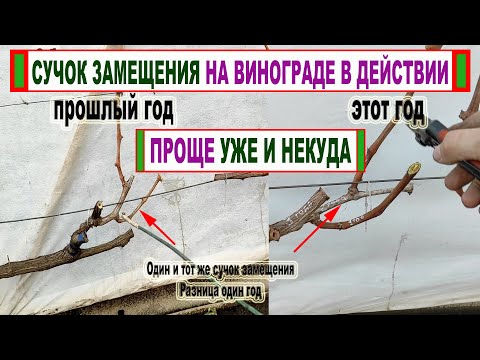 Видео: 🍇 Вот для чего нужен СУЧОК ЗАМЕЩЕНИЯ на винограде? Так обрезают 90% виноградников мира.