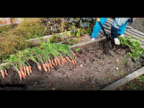 Видео: # 25 ОСЕННИЕ ХЛОПОТЫ, НА УСАДЬБЕ/ ВКУСНЯШКА НА САДЖЕ