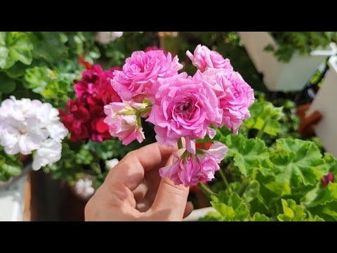 Видео: Обзор сиреневых и фиолетовых пеларгоний 