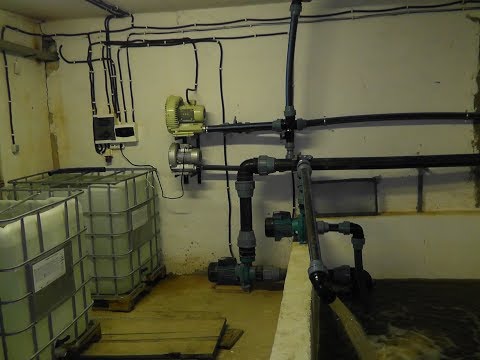 Видео: Действующая  рыбная ферма ! Operating fish farm