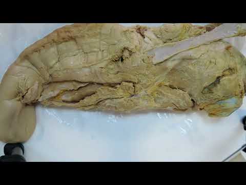 Видео: Видеозанятие 23 «Органы пищеварения (часть 2)»