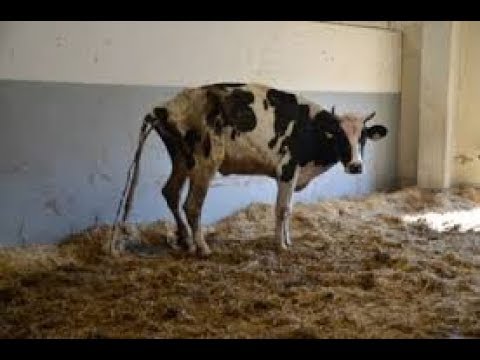 Видео: #01_Кормление соей, совет ветеринара!!!