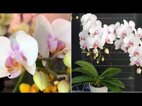 Видео: Новые роспуски и красивые  сорта Орхидей на стеллаже в кухне