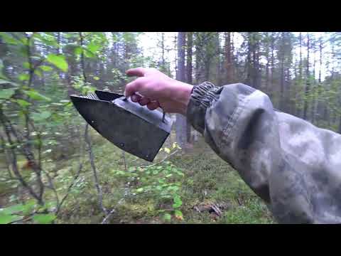 Видео: Поход в лес. В это время черника самая вкусная. Собираю ягоды и грибы.