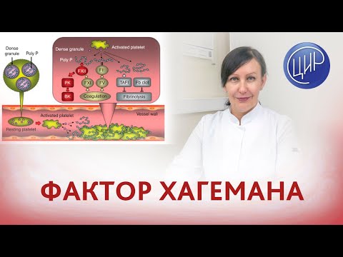 Видео: Фактор Хагемана - 12 фактор свёртывания крови.