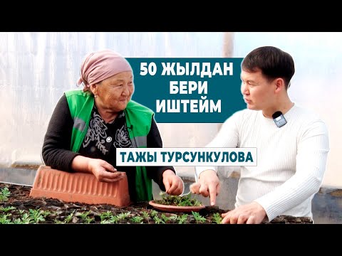 Видео: ШААРДЫН ГҮЛДӨРҮНӨ КАМ КӨРГӨН ТАЖЫ ТУРСУНКУЛОВА