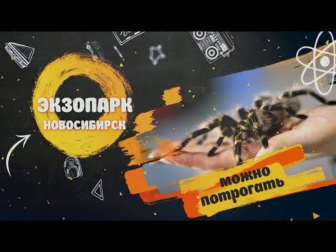 Видео: Куда сходить с ребенком Контактный зоопарк Экзопарк Новосибирск