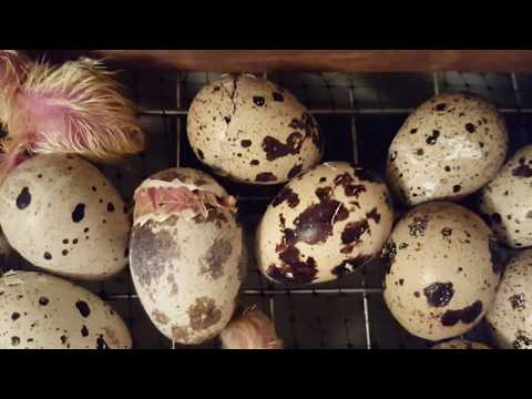 Видео: Вылупление цыплят перепелов породы Техасский бройлерный перепел и Фараон от крупных производителей.