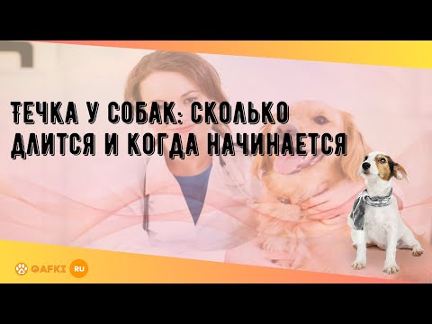 Видео: Течка у собак: сколько длится и когда начинается