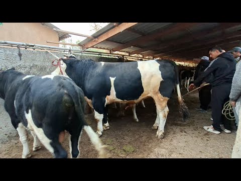 Видео: Молбозори Нуроншоҳ Мастчоҳ 22 10 25г