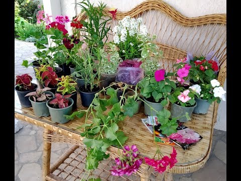 Видео: Новые растения в моем саду