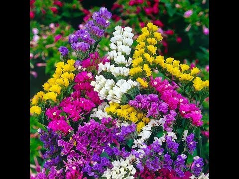 Видео: СТАТИЦЕ. ЛИМОНИУМ. ПОСЕВ СЕМЯН. ОБЗОР ВСХОДОВ. СЕЗОН 2019