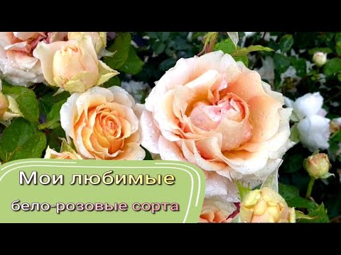 Видео: Мои любимые бело-розовые сорта. Питомник растений Е. Иващенко