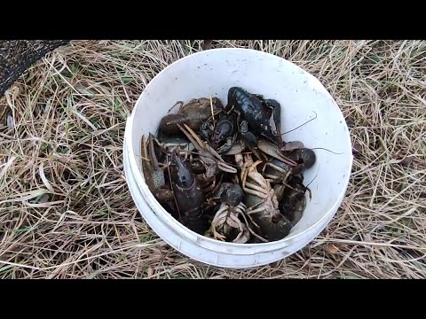 Видео: Чем кормить раков? 90% пища растительного происхождения! От мяса и ПАДОЛИ РАКИ погибают!