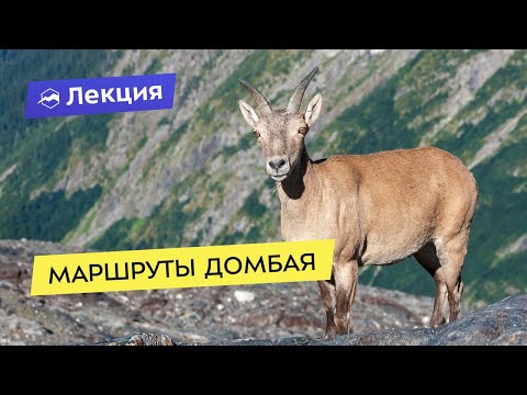 Видео: Маршруты Домбая