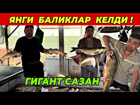 Видео: ДИККАТ! БАЛИК НАРХЛАРИ АРЗОНЛАДИ | ТУРТКУЛЬ ЭЛЛИККАЛЬА БЕРУНИЙ ХОРАЗМ УРГЕНЧ БАЛИК БОЗОРИ 2025