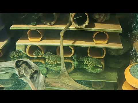 Видео: Небольшие изменения в общем  аквариуме с Номерными Сомами