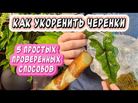 Видео: 5 способов укоренить черенки и реанимировать растение: работают на 100%