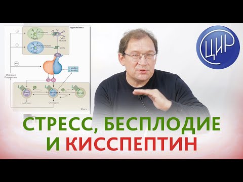 Видео: КИССПЕПТИН, стресс, поликистоз и центральные механизмы регуляции менструального цикла. Гузов И.И.