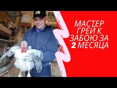 Видео: Мастер Грей на убой за 2 месяца. Период за который можно вырастить "цветного" бройлера. "