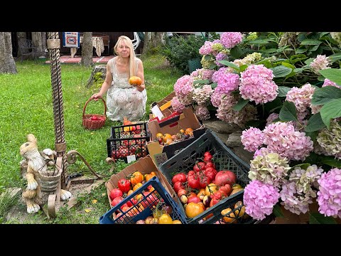 Видео: Грядки не копаю и не пропалываю более пяти лет . Урожай достойный. Делюсь опытом. 