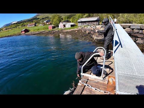 Видео: ТАКОЕ на Донку ВПЕРВЫЕ! Рыбалка на донку с берега в Норвегии