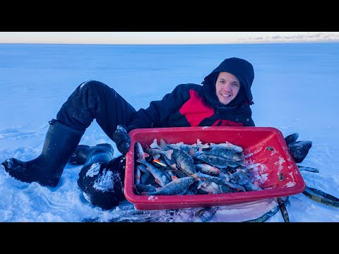 Видео: Поймал пол КОРТЫТА окуня на НОВУЮ БЛЕСНУ.