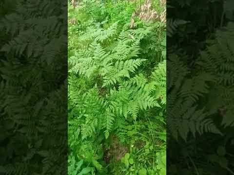 Видео: Прогулки по лесу 2022. Папоротник орляк