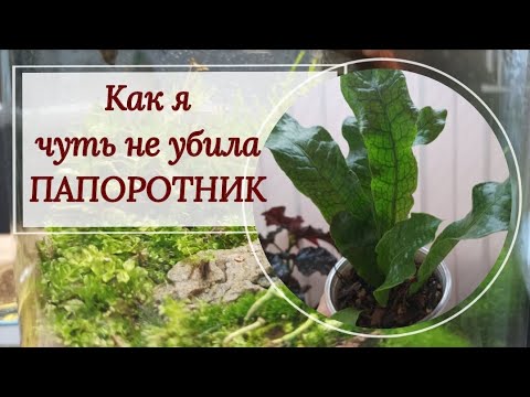 Видео: Как я чуть не убила папоротник! 🫣