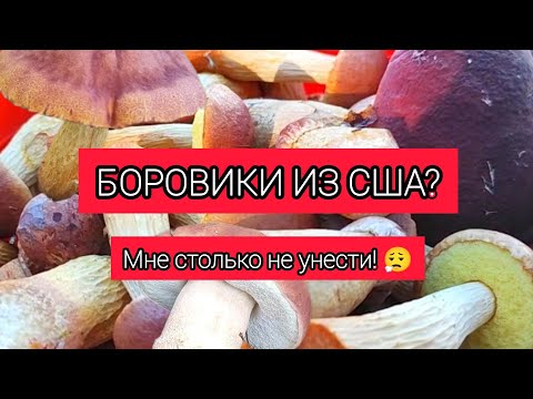 Видео: КАНАДСКИЙ БОРОВИК | В ПОИСКАХ ВКУСНЫХ ГРИБОВ | ПОХОД В ЛЕС