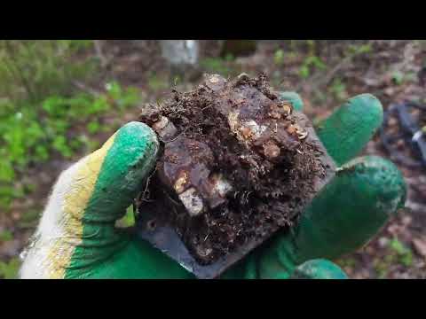 Видео: Металлокоп как есть. Апрель 2024. Лес ещё даёт металл