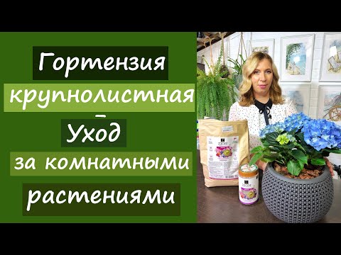 Видео: Гортензия крупнолистная. Уход за домашними растениями