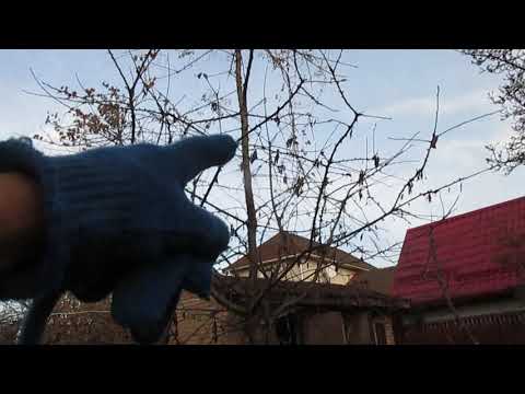 Видео: КАК ПРОСТО СНИЗИТЬ КРОНУ У ЧЕРЕШНИ