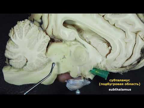 Видео: промежуточный мозг (diencephalon)