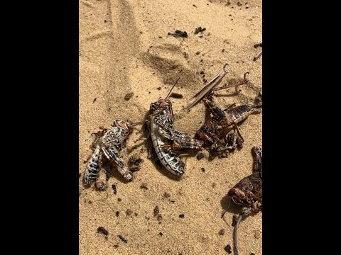 Видео: Борьба с саранчой в Казахстане