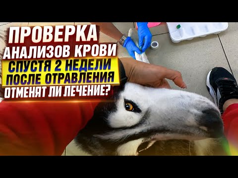 Видео: Есть новости по лечению Хаси🙊.Влог за неделю.В конце опять кое что случилось 🤦‍♀️
