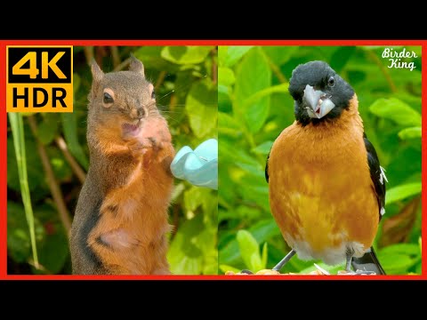 Видео: КОШКА ТВ 😺 Лучшее за год 🐦 Бесчисленное количество птиц и белок 🐿 8 часов (4K HDR)