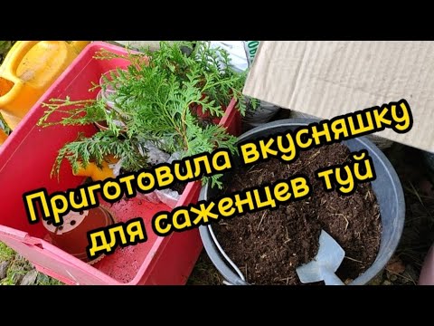 Видео: Переваливаю саженцы туй с Озона, сравниваю 2 грунта для голубики. Гортензии перед заморозком.