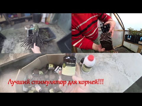 Видео: Выращиваем розы с мощными корнями