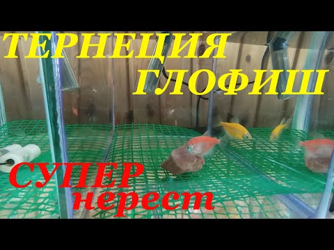 Видео: Нерест тернеции глофиш Икра Личинка Малек