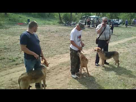 Видео: Ринг РГ мл.возр. выжловки