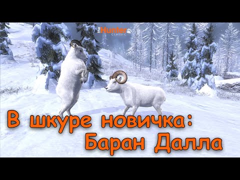 Видео: Баран Далла (В шкуре новичка)