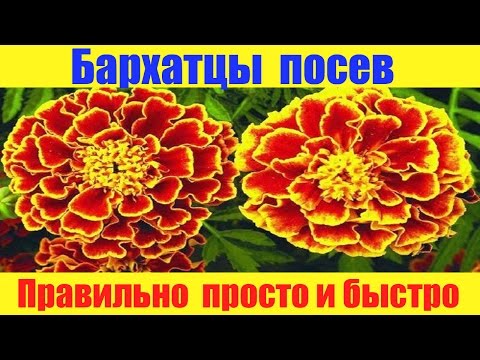 Видео: Бархатцы сеем правильно просто и быстро.