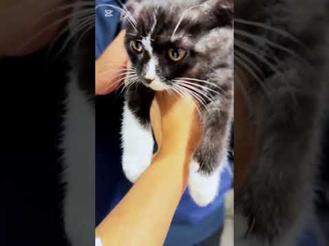 Видео: Он думал, что это игрушка… пока не услышал мяу 😢😱