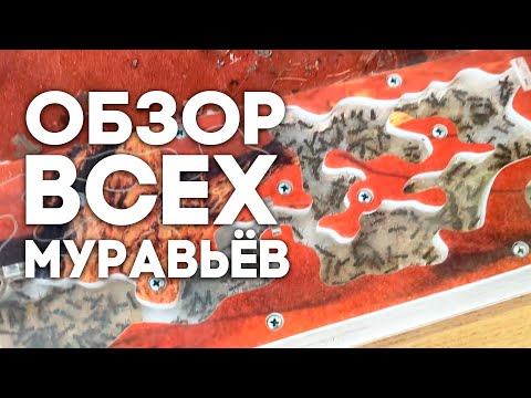 Видео: ОБЗОР ВСЕХ КОЛОНИЙ МУРАВЬЁВ ПОСЛЕ ПЕРЕЕЗДА: ИРИДОМИРМЕКСЫ, КАМПОНОТУСЫ \\ ВЛОГ \\ Димон и пумба