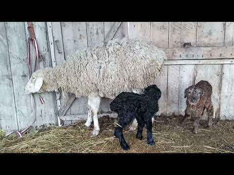 Видео: Вздутие живота у овец, Тимпания рубца, что нужно делать.