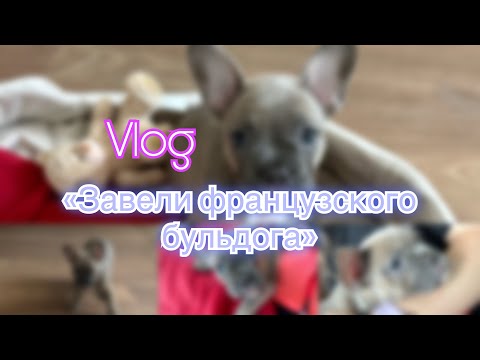 Видео: ВЛОГ: ВЗЯЛИ ЩЕНКА / 1 ДЕНЬ / французский бульдог / ПОКУПКИ ДЛЯ ЩЕНКА