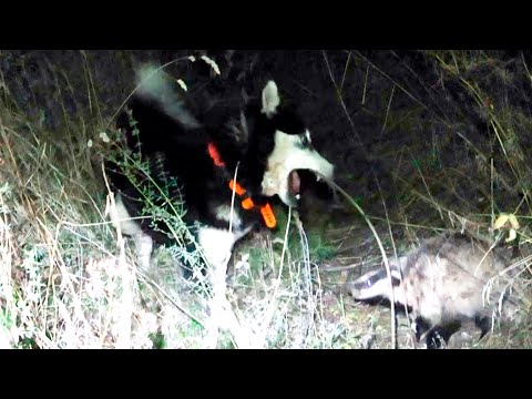 Видео: Охота на барсука с лайкой в Удмуртии — секреты успешной добычи!