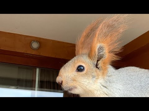 Видео: Посмотрите как Белка Чип играет 😂☝️ Ну как такого не любить???#funny #youtubeshorts #fun #squirrel